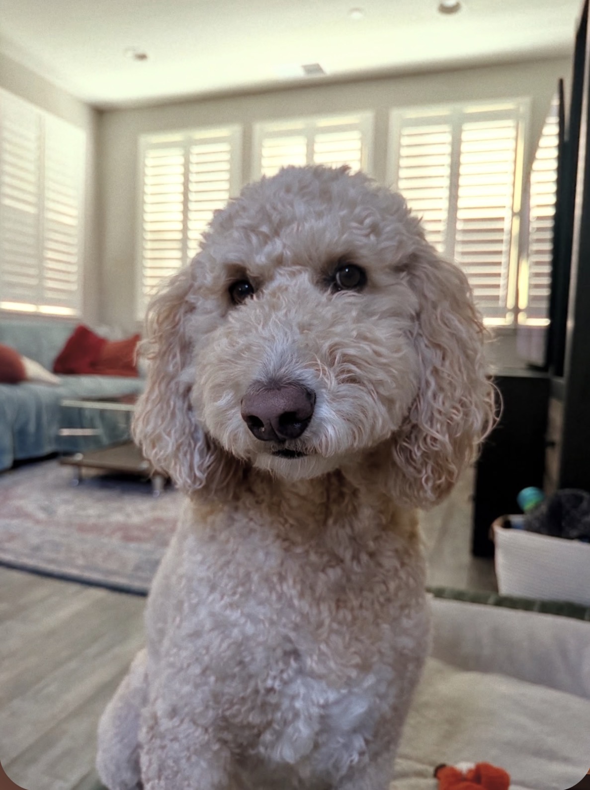 Mila, the golden doodle mascot of Mila Coffee Roasting